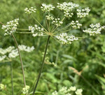 Gothic Black Queen Anne's Lace Seeds – Dramatic Dark Blooms for Unique Floral Arrangements - Dharaseeds