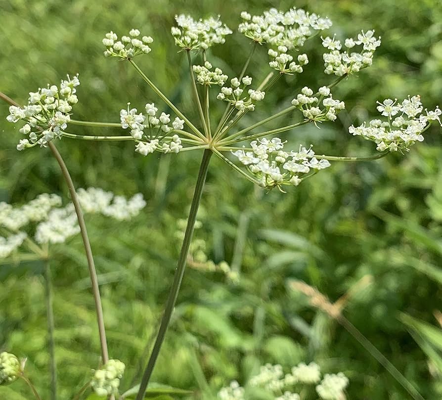 Gothic Black Queen Anne's Lace Seeds – Dramatic Dark Blooms for Unique Floral Arrangements - Dharaseeds