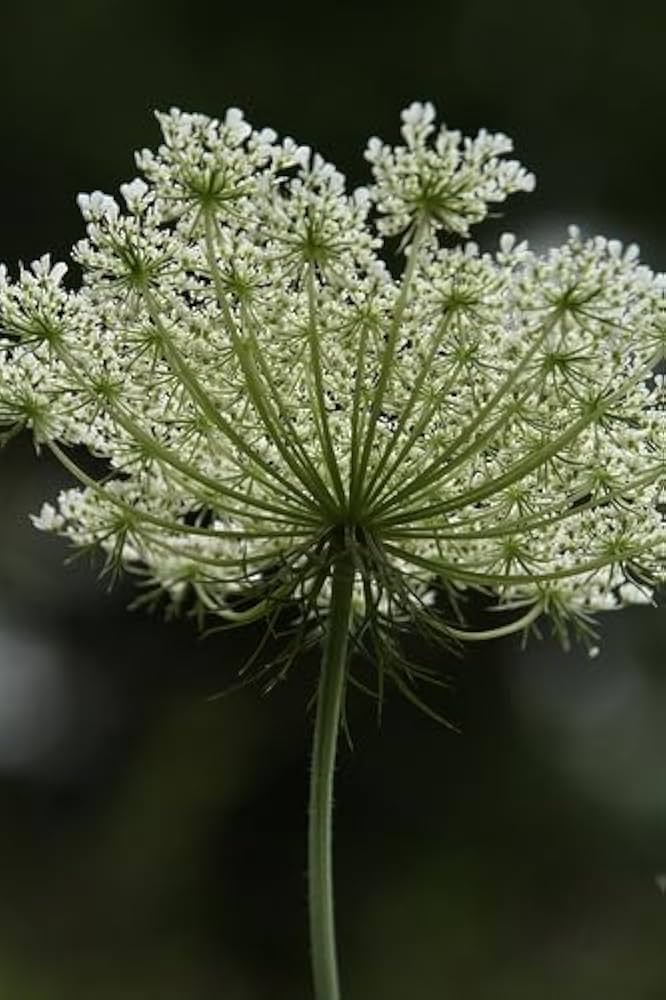 Gothic Black Queen Anne's Lace Seeds – Dramatic Dark Blooms for Unique Floral Arrangements - Dharaseeds