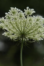 Gothic Black Queen Anne's Lace Seeds – Dramatic Dark Blooms for Unique Floral Arrangements - Dharaseeds