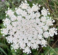 Gothic Black Queen Anne's Lace Seeds – Dramatic Dark Blooms for Unique Floral Arrangements - Dharaseeds
