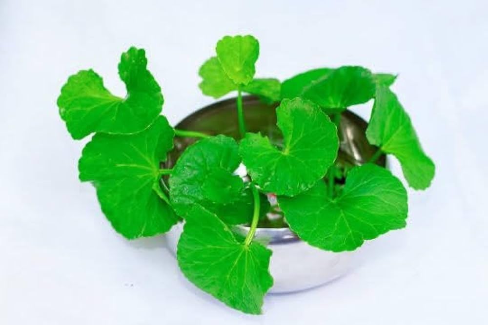 Gotu Kola seeds for herb garden planting