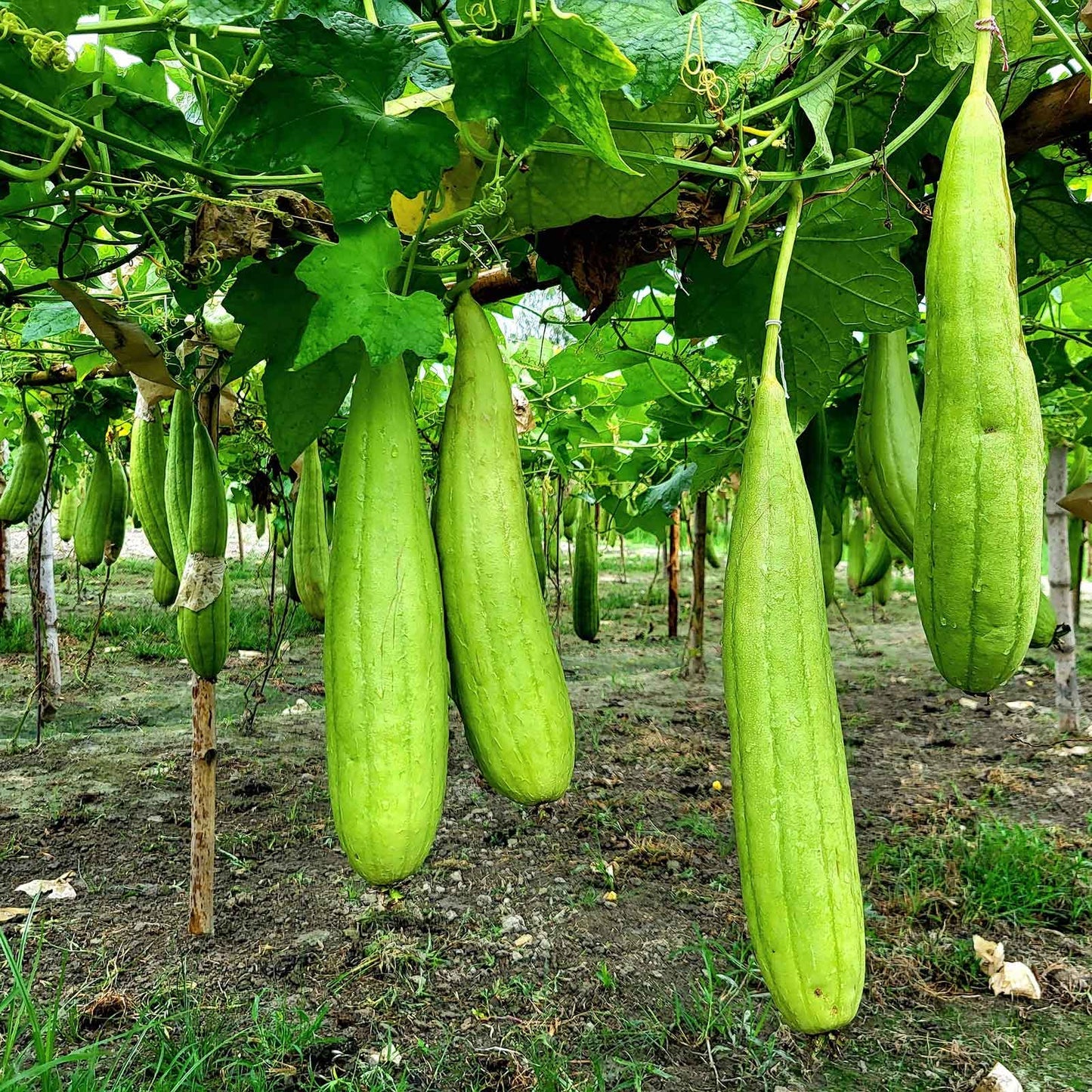 Luffa Gourd Seeds | Natural Sponge Luffa Vine Gourds – Heirloom, Non-GMO, High Germination Organic Garden Seeds
