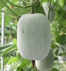 Gourd Melon Vegetable Seeds for Planting - 100 Pcs pcs - Dharaseeds