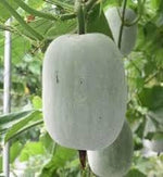 Gourd Melon Vegetable Seeds for Planting - 100 Pcs pcs - Dharaseeds