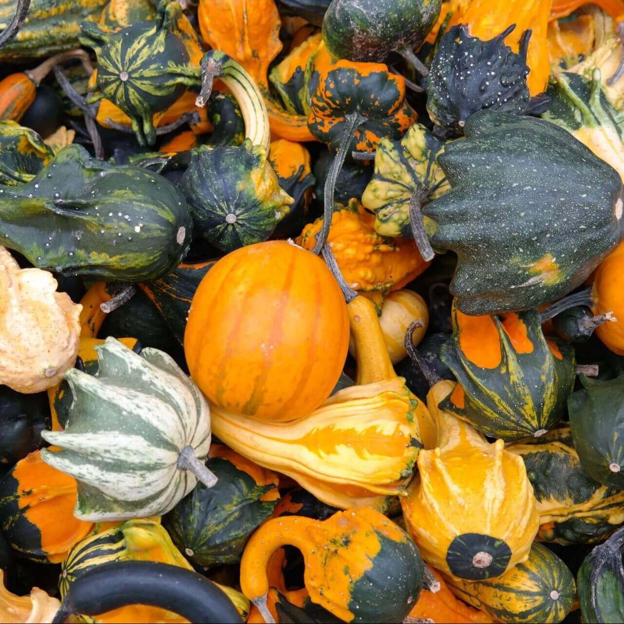 Large and Small Mix Gourd Seeds Heirloom Non-GMO High Germination Organic Garden Seeds