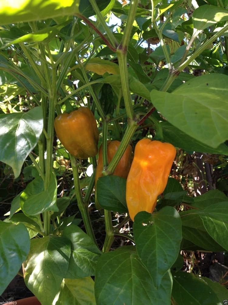 Gourmet Petit Marseillais Pepper seeds – sweet French heirloom - Dharaseeds