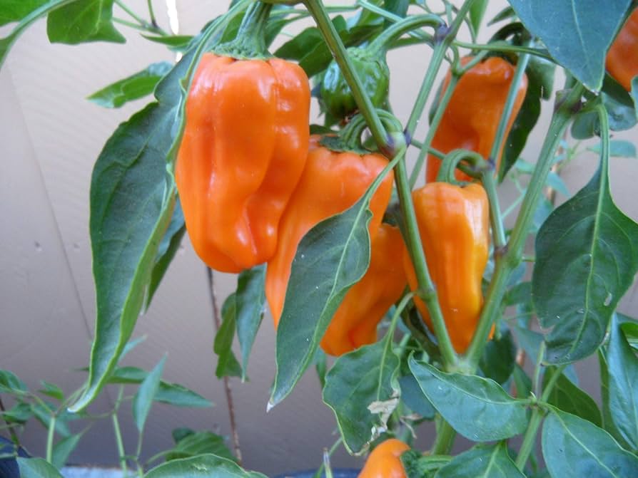 Gourmet Petit Marseillais Pepper seeds – sweet French heirloom - Dharaseeds