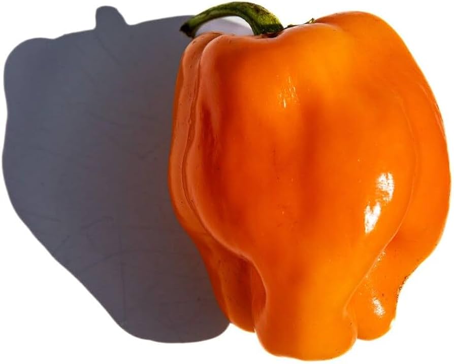 Gourmet Petit Marseillais Pepper seeds – sweet French heirloom - Dharaseeds