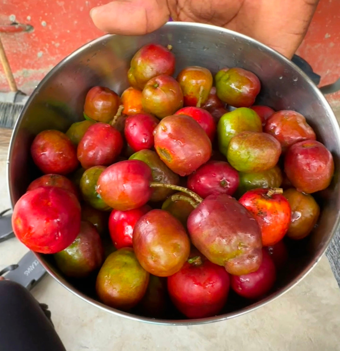 Governor’s Plum (Flacourtia indica)