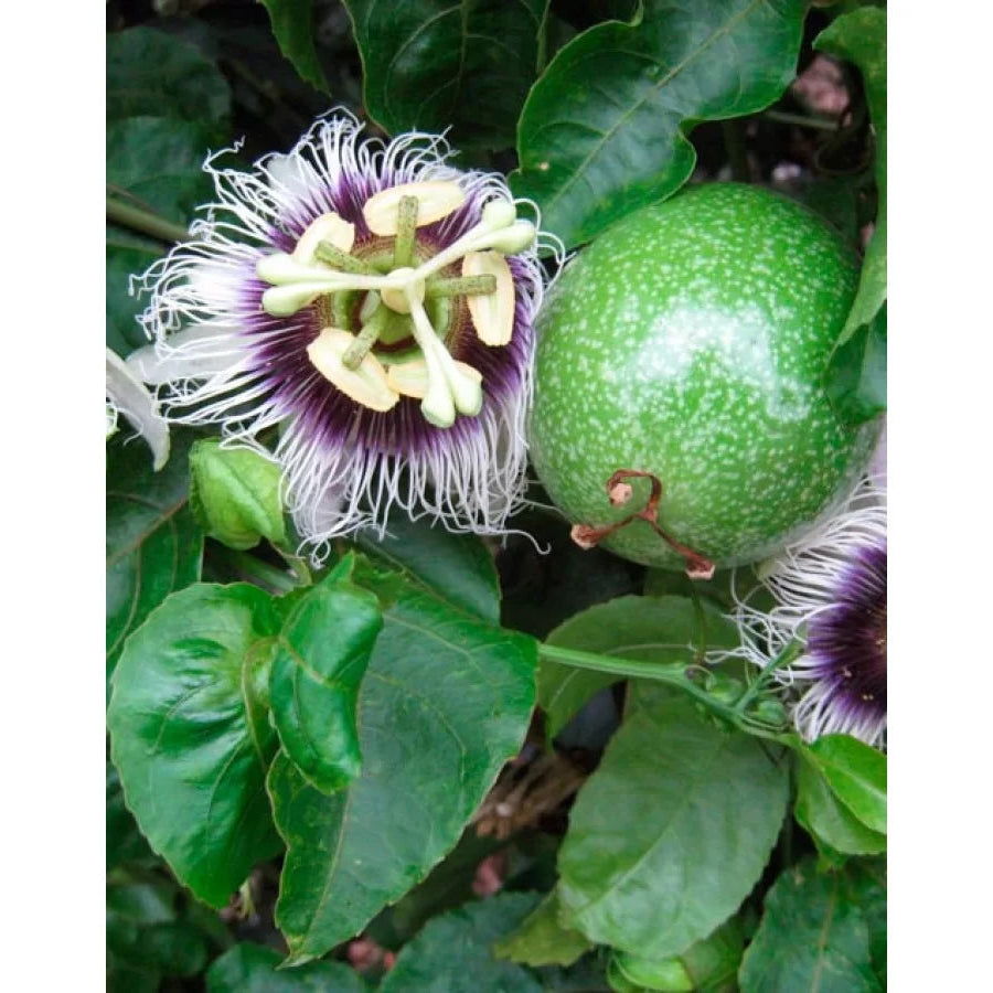 Granadilla vine seeds for tropical gardening