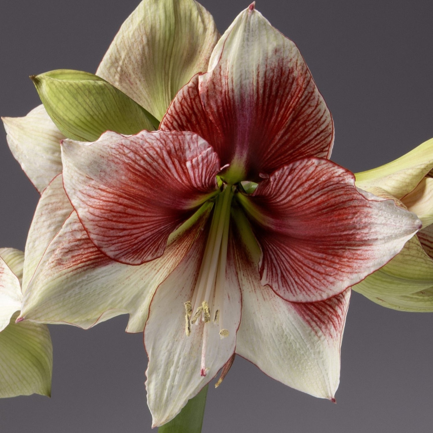 Amaryllis Seeds - Grandise Fantasy