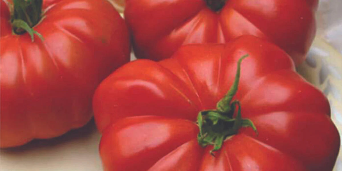 German Mammoth Bi-Color Tomato Seeds for Garden and Container Planting