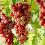 Grape fruit brown green seeds for planting high germination