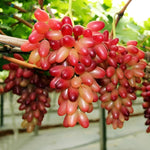 Grape fruit red green seeds for planting high germination