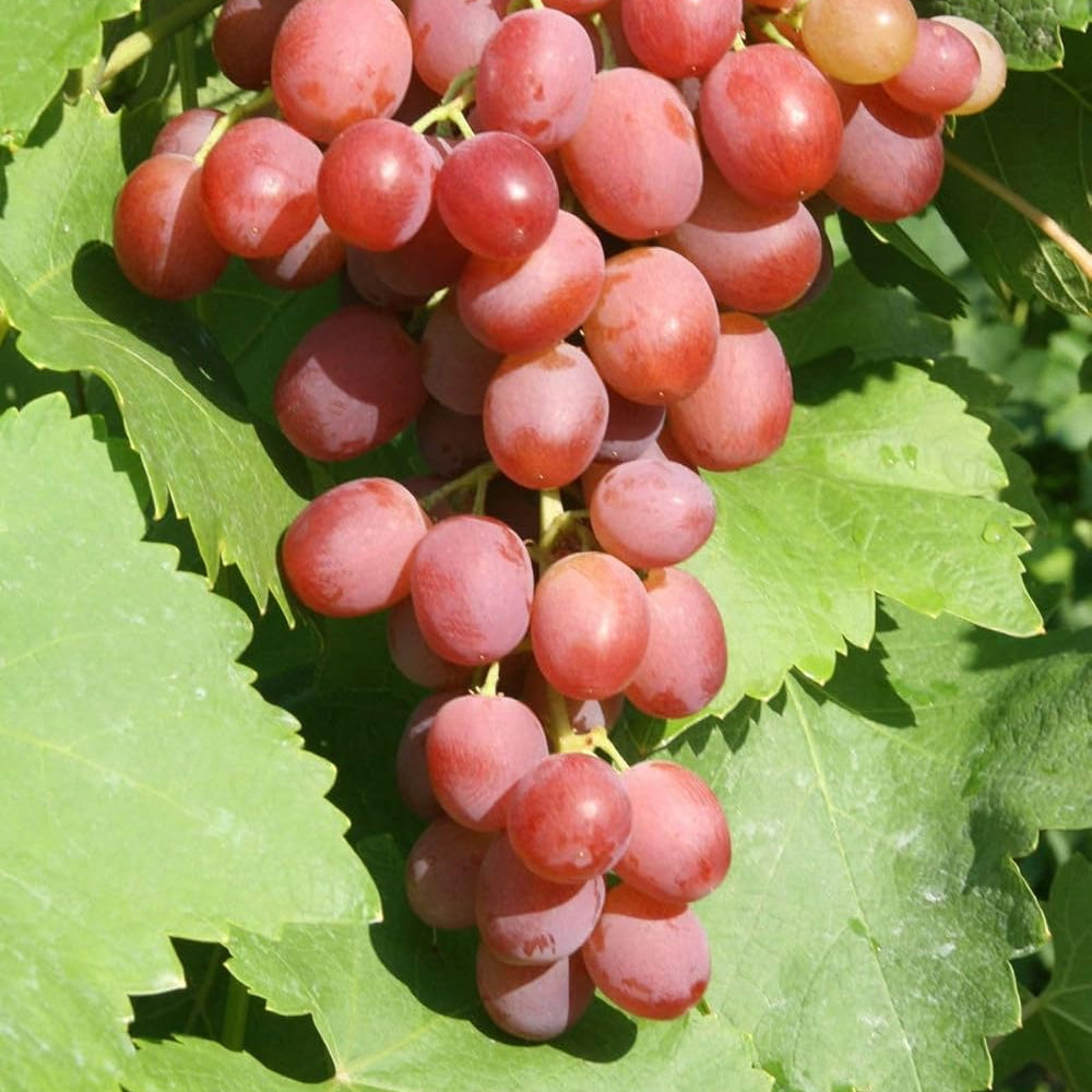 High Germination Grape Fruit Seeds for Outdoor Planting