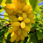 Yellow Grape Fruit seedlings growing from seeds