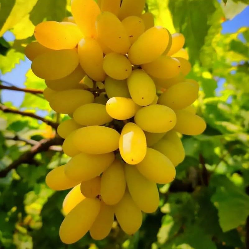 Yellow Grape Fruit seedlings growing from seeds