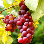 Grape Fruit Seeds Dark Pink Variety for Planting