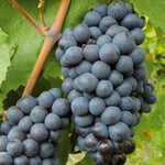 Grape Fruit Seeds Dark Violet variety for home garden planting