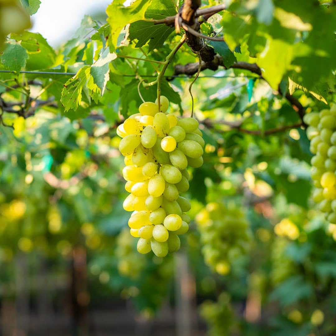 GMO free grape fruit seeds for gardening and planting