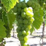 Grape fruit seeds light green variety for planting home garden