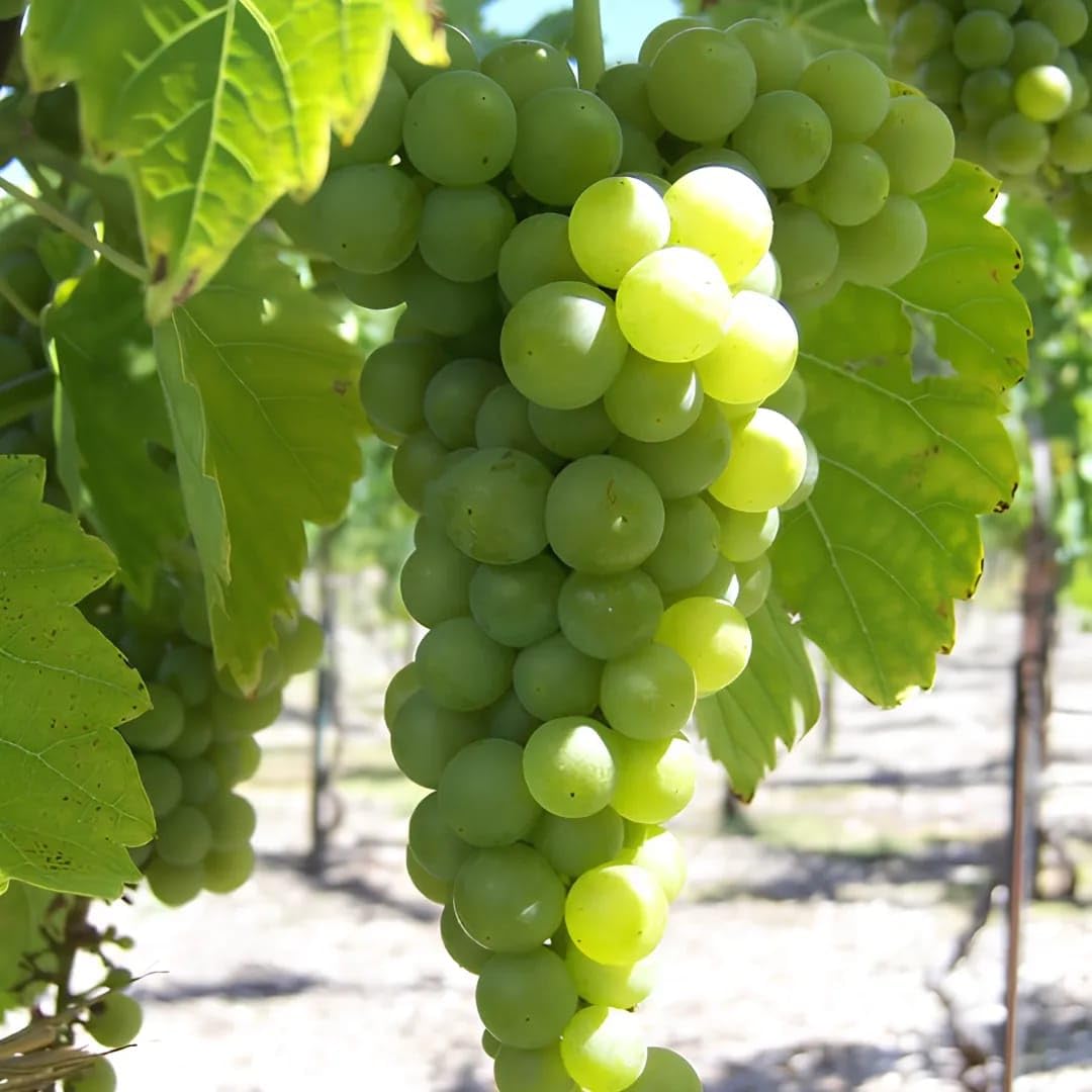 Grape fruit seeds light green variety for planting home garden