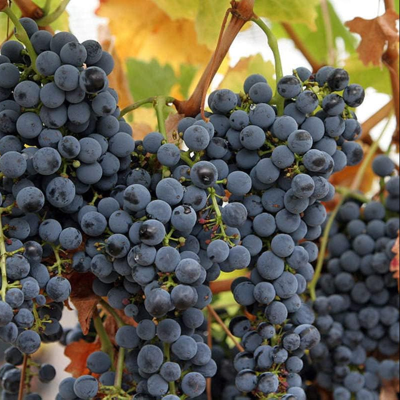 Non-GMO Grape Fruit Seeds for planting in home gardens