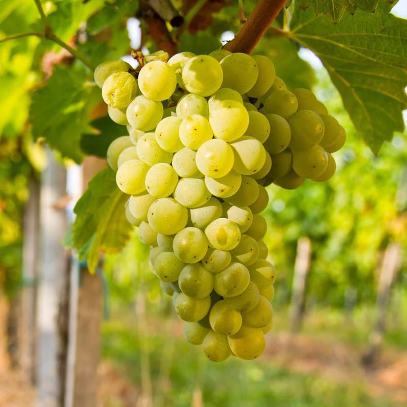 Non-GMO Yellow Grape Fruit Seeds for planting