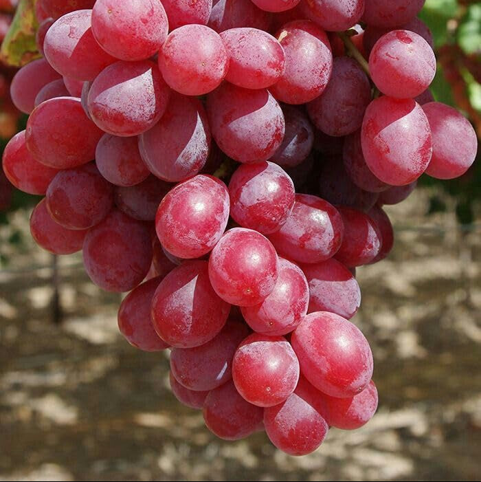 Grape Fruit Seeds Planting Instructions for Home Gardeners