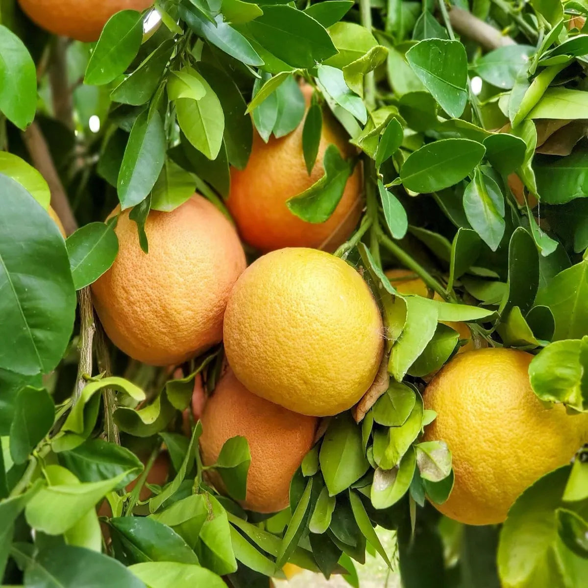 Grape Fruit Seeds Red Orange Variety for Planting