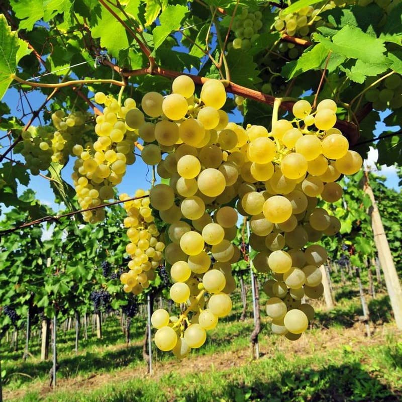 Yellow Grape Fruit Seeds for home garden planting