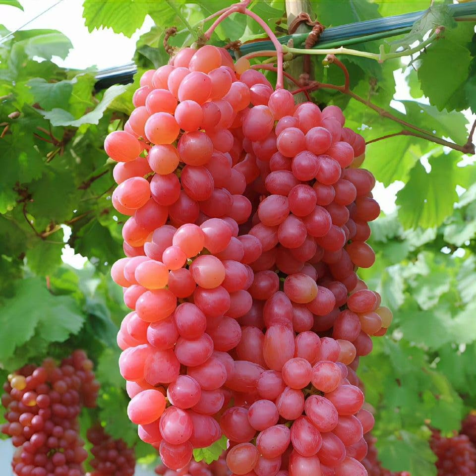 Grape Fruit Tree Growing from Seeds Home Garden Guide