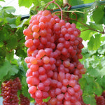 Grape Fruit Tree Growing from Seeds Home Garden Guide