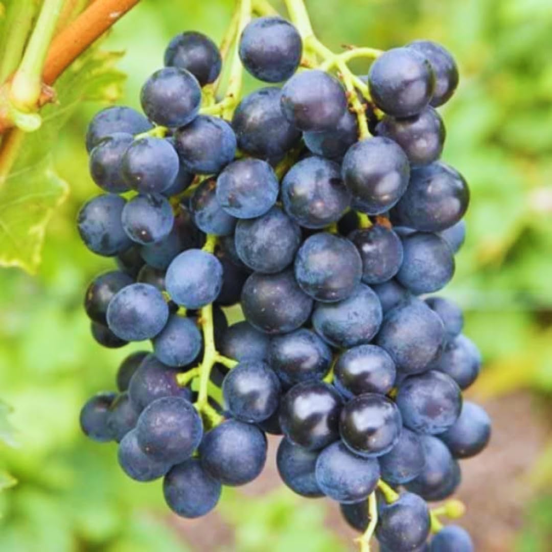 Grape garden seeds for growing climbing vines outdoors