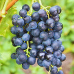 Grape garden seeds for growing climbing vines outdoors