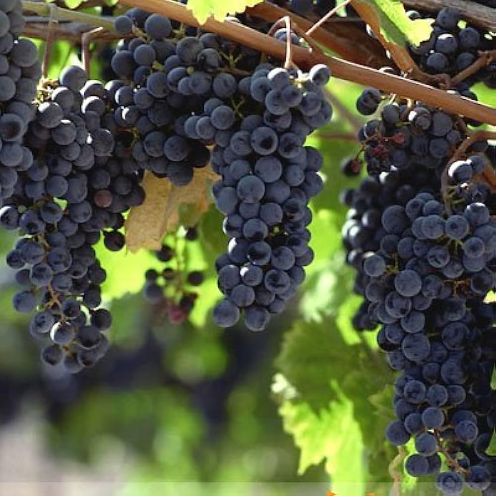 Sweet grape vine seeds for outdoor garden planting