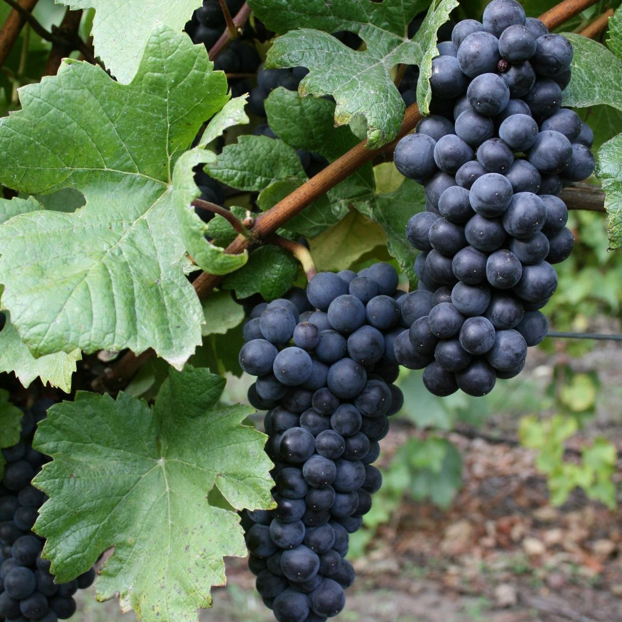Grape seedlings growing on trellis from premium grape seeds