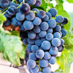 Grape seeds dark blue variety for planting in home gardens