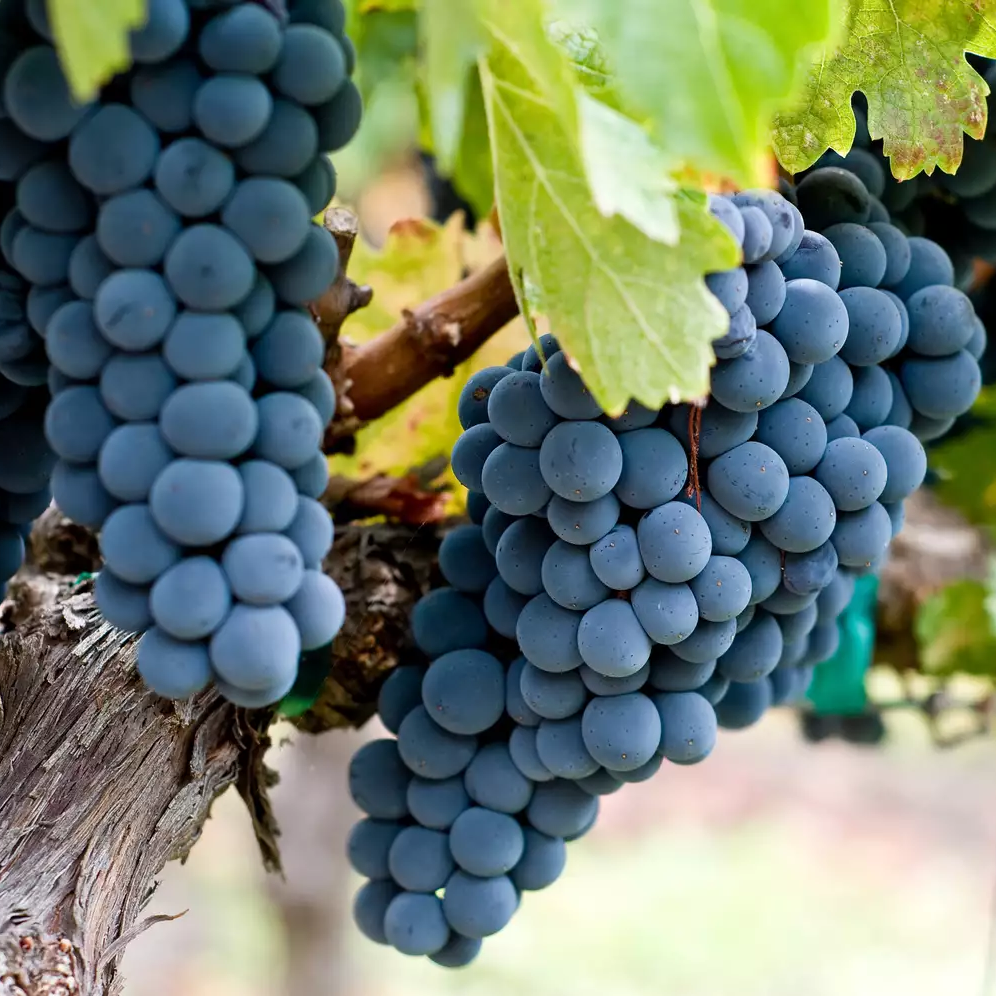 Dark purple grape seeds for growers high quality variety