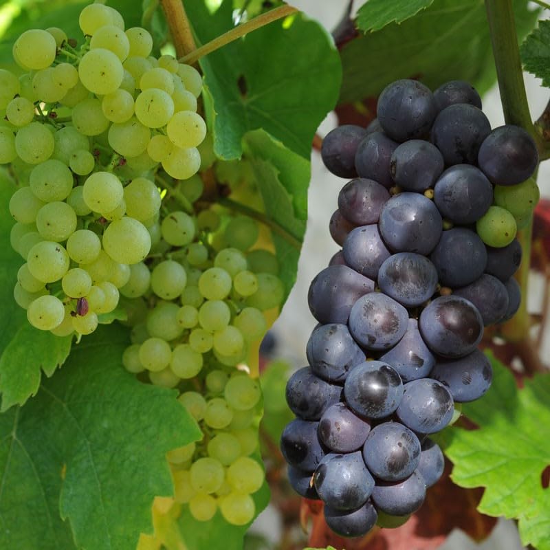 Grape seeds for home gardening and trellis vine growth