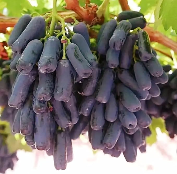 Non-GMO grape seeds for vegetable patch and small garden spaces