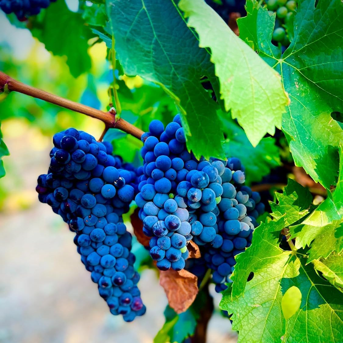 High quality grape seeds for garden planting and vine growth