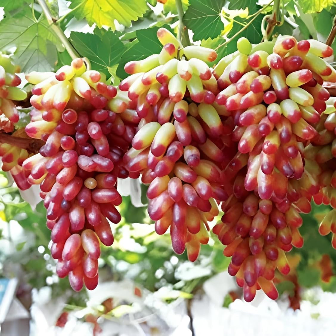 Grape seeds red green color variety with planting guide