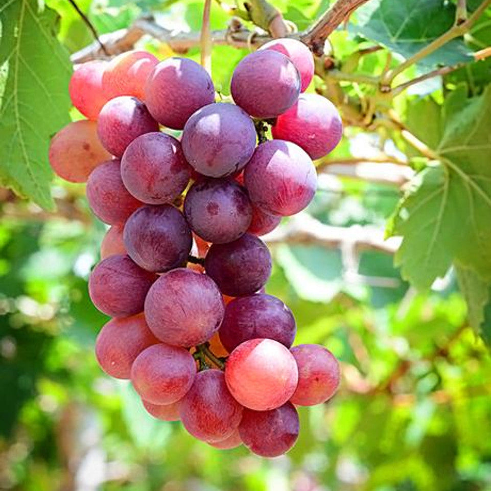 Closeup of Vitis Labrusca grape seeds for planting