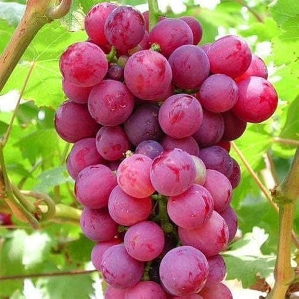 Grape seeds Vitis Vinifera for planting in backyard garden