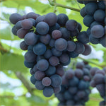 Grape seeds Vitis vinifera for planting in backyard garden