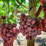 Climbing grape vine plant on garden trellis