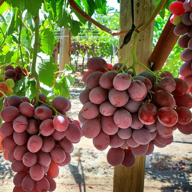 Climbing grape vine plant on garden trellis
