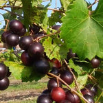 Grape vine grown from muscadine seeds in home garden